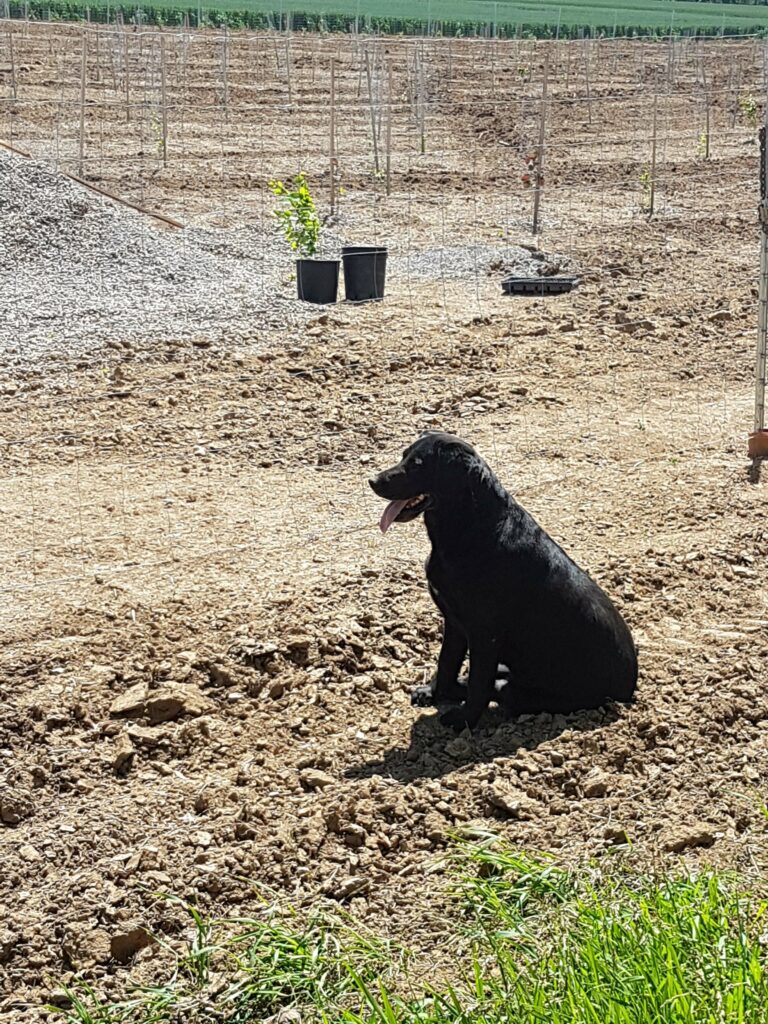 Trüffelhund sitzt auf dem Feld und sucht nach Trüffel Trüffelpark Giebelstadt
