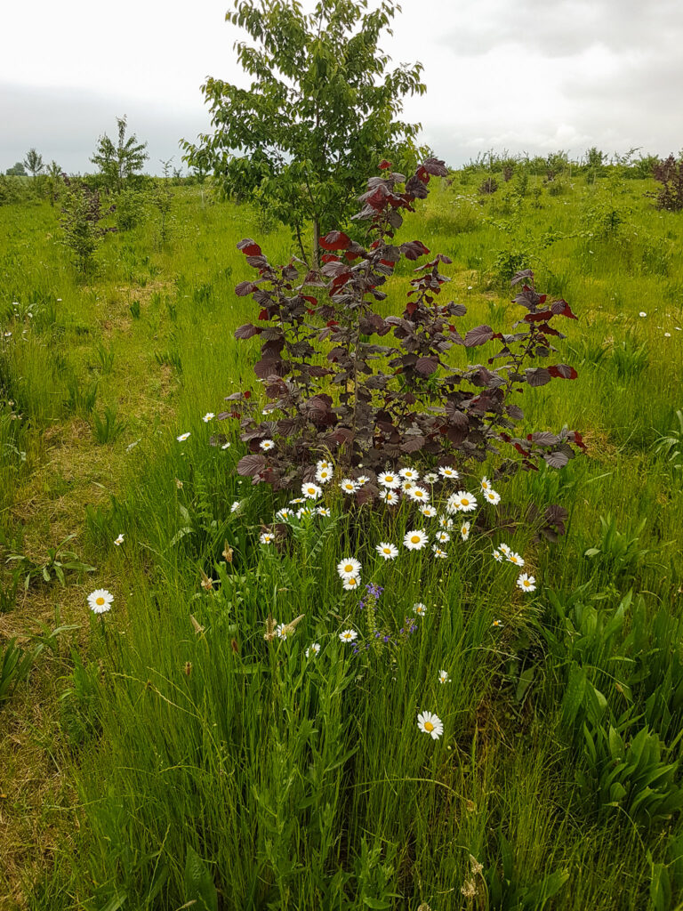 Trüffelbaum Trüffelpark Giebelstadt